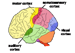 sensorycortices