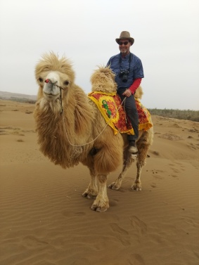 Riding a bactrian camel is easier than the dromedary but not much.