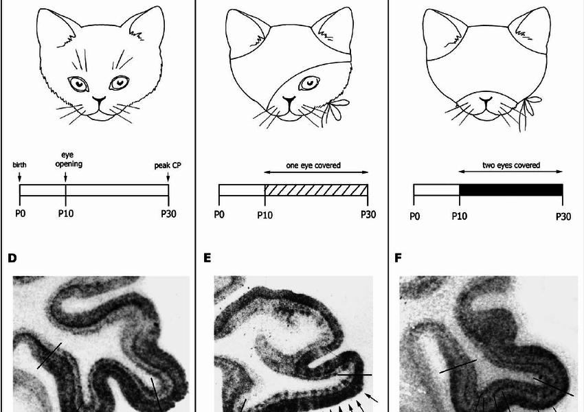 How is the inhibition of social perception in autistic people like the blindness in Hubel and Wiesel's kittens?